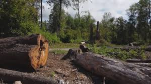Best Utility Line Clearance  in New Prague, MN