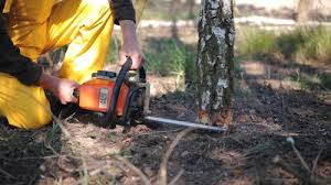 Best Lawn Pest Prevention  in New Prague, MN