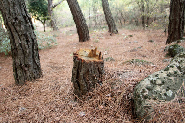 How Our Tree Care Process Works  in  New Prague, MN